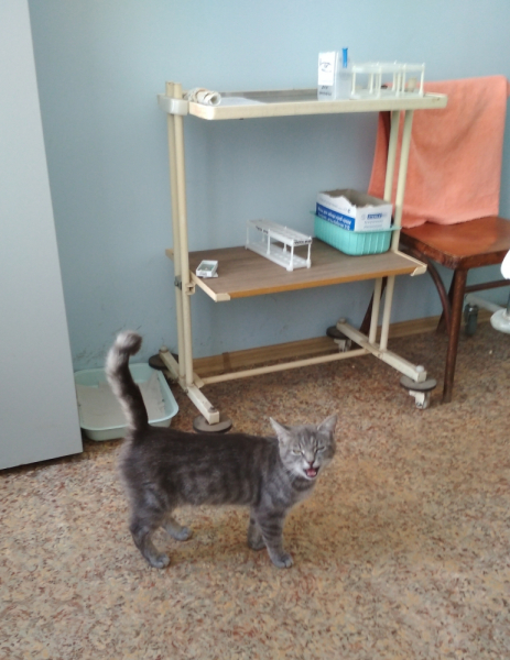 Кошки в нашей жизни. Кошки и все, что с ними связано.