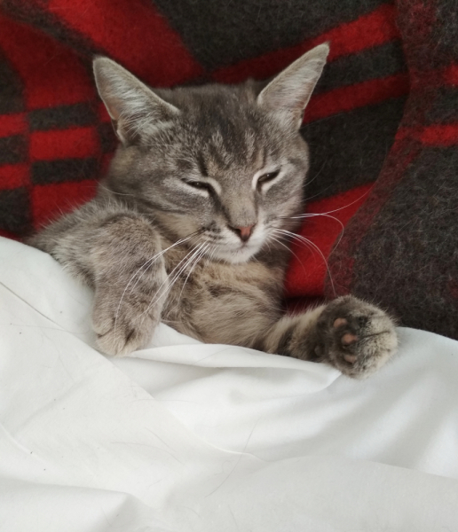 Кошки в нашей жизни. Кошки и все, что с ними связано.