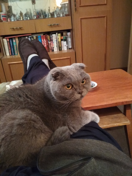 Кошки в нашей жизни. Кошки и все, что с ними связано.