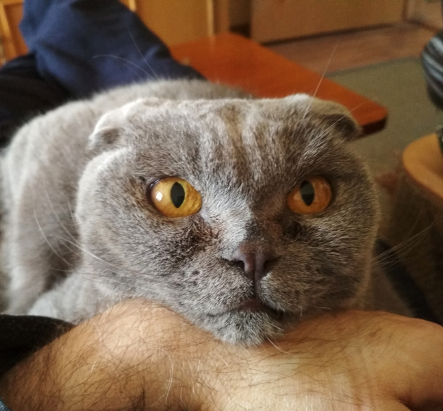 Кошки в нашей жизни. Кошки и все, что с ними связано.