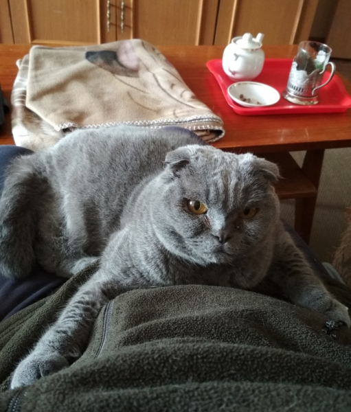 Кошки в нашей жизни. Кошки и все, что с ними связано.