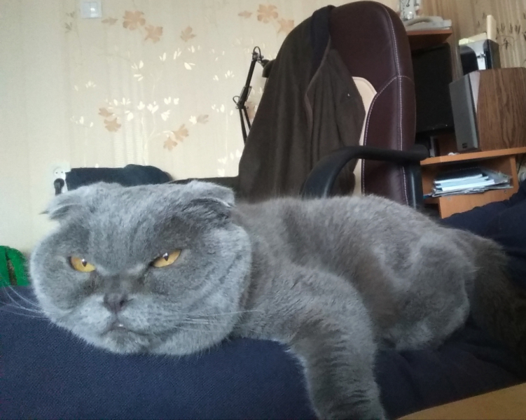 Кошки в нашей жизни. Кошки и все, что с ними связано.