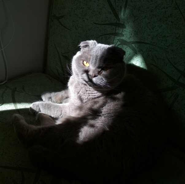 Кошки в нашей жизни. Кошки и все, что с ними связано.