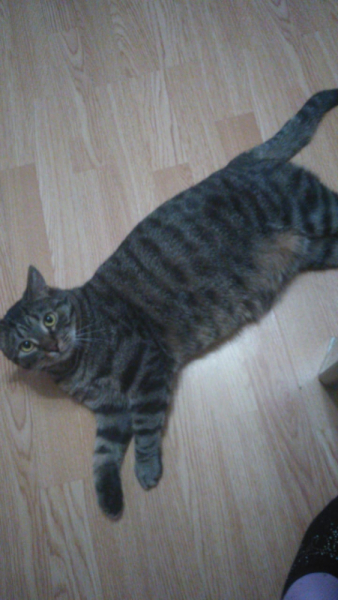 Кошки в нашей жизни. Кошки и все, что с ними связано.