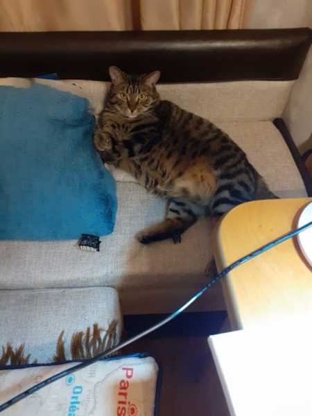 Кошки в нашей жизни. Кошки и все, что с ними связано.