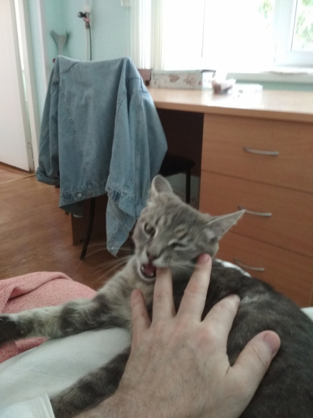 Кошки в нашей жизни. Кошки и все, что с ними связано.