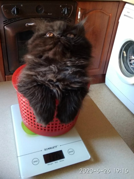 Кошки в нашей жизни. Кошки и все, что с ними связано.