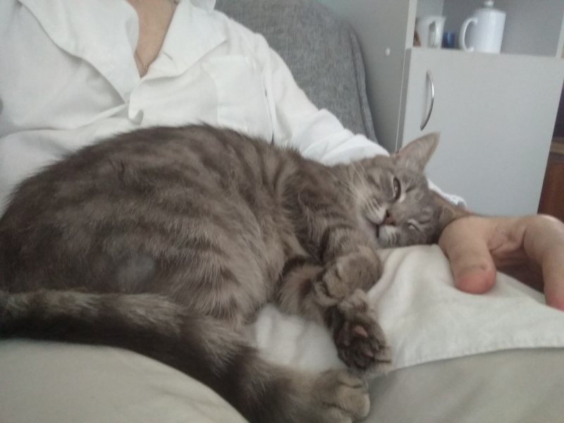 Кошки в нашей жизни. Кошки и все, что с ними связано.