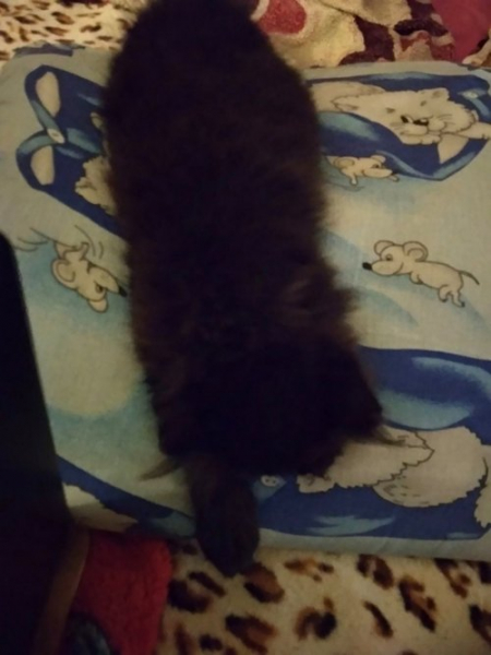 Кошки в нашей жизни. Кошки и все, что с ними связано.