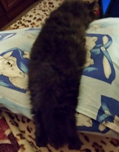 Кошки в нашей жизни. Кошки и все, что с ними связано.