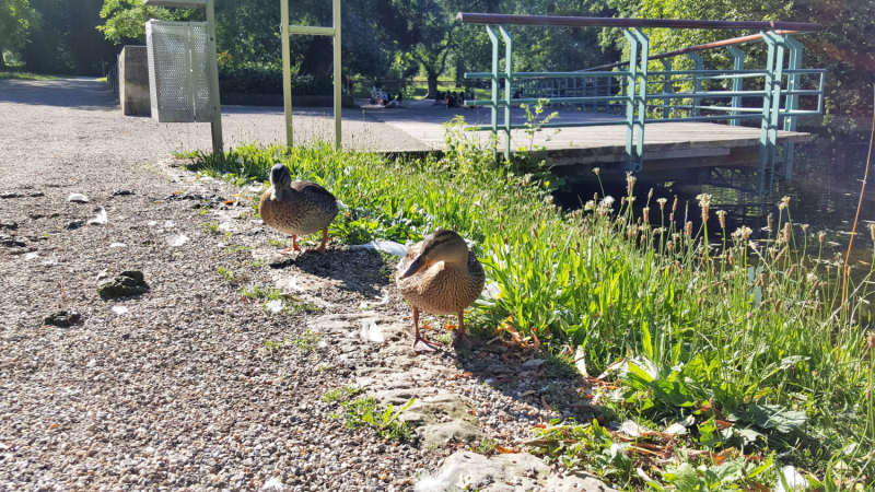 Прогулка по Пфюльпарку/Pfühlpark в Хайльброне/Heilbronn или небольшое Царство Роз