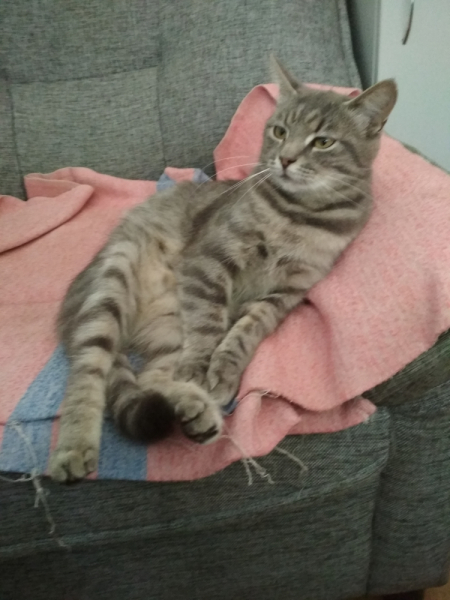 Кошки в нашей жизни. Кошки и все, что с ними связано.