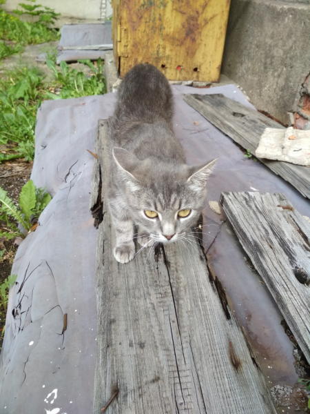Кошки в нашей жизни. Кошки и все, что с ними связано.