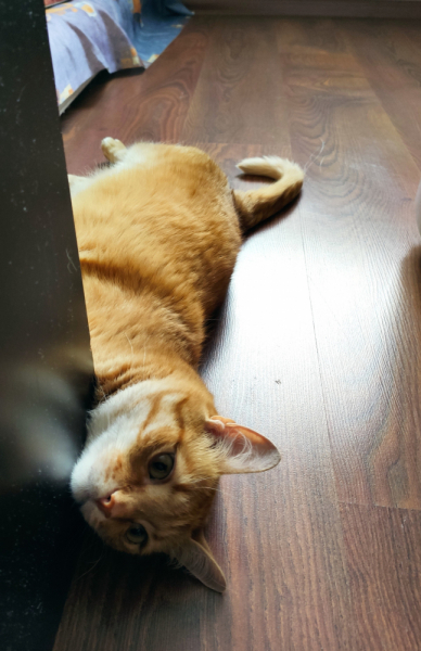 Кошки в нашей жизни. Кошки и все, что с ними связано.