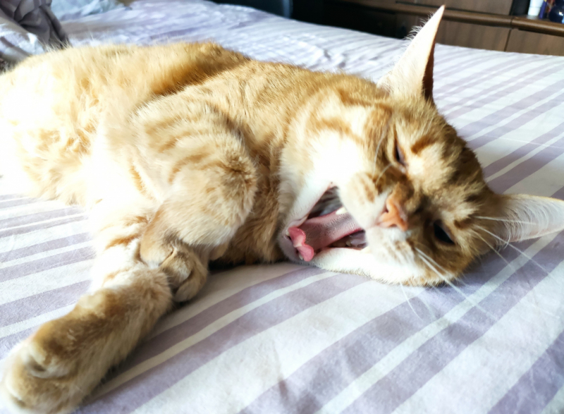 Кошки в нашей жизни. Кошки и все, что с ними связано.