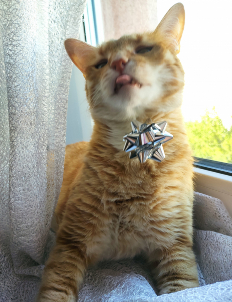 Кошки в нашей жизни. Кошки и все, что с ними связано.