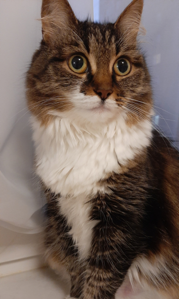 Кошки в нашей жизни. Кошки и все, что с ними связано.