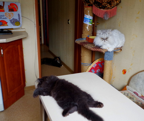 Кошки в нашей жизни. Кошки и все, что с ними связано.