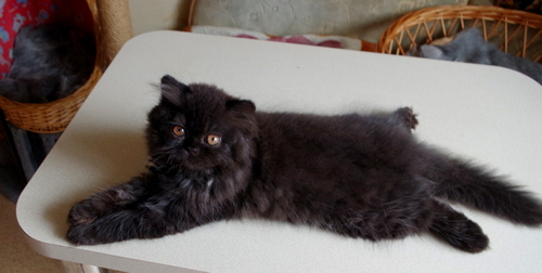 Кошки в нашей жизни. Кошки и все, что с ними связано.