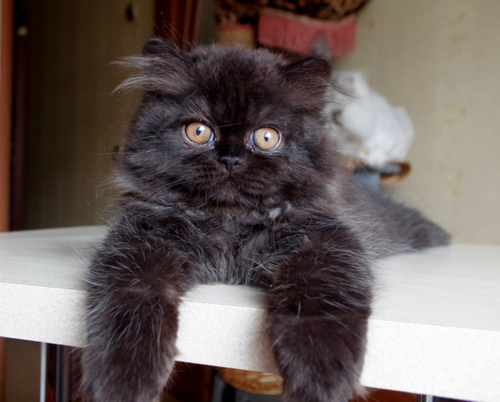 Кошки в нашей жизни. Кошки и все, что с ними связано.