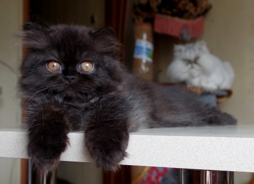 Кошки в нашей жизни. Кошки и все, что с ними связано.