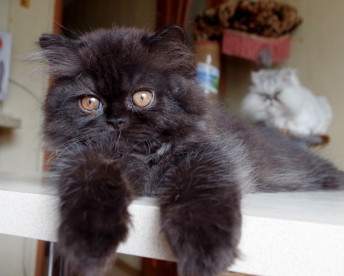 Кошки в нашей жизни. Кошки и все, что с ними связано.