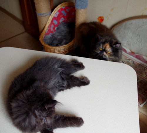 Кошки в нашей жизни. Кошки и все, что с ними связано.