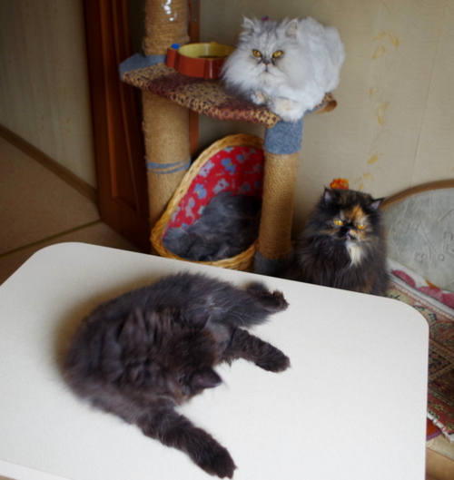 Кошки в нашей жизни. Кошки и все, что с ними связано.