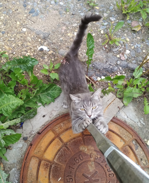 Кошки в нашей жизни. Кошки и все, что с ними связано.