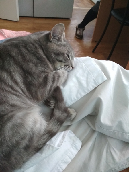 Кошки в нашей жизни. Кошки и все, что с ними связано.