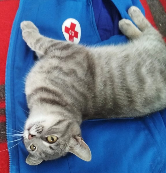 Кошки в нашей жизни. Кошки и все, что с ними связано.