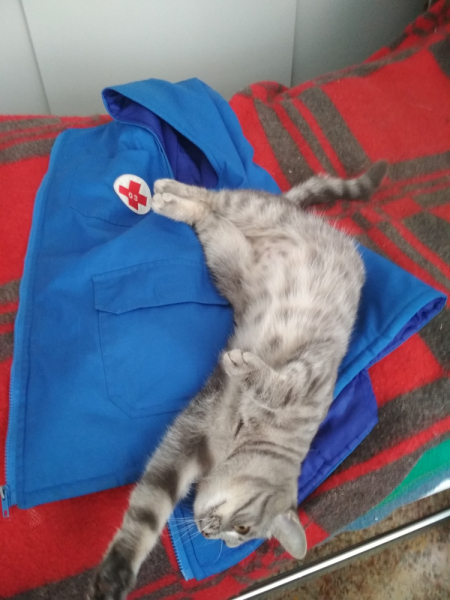 Кошки в нашей жизни. Кошки и все, что с ними связано.