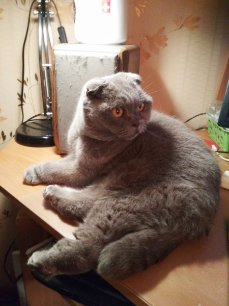 Кошки в нашей жизни. Кошки и все, что с ними связано.