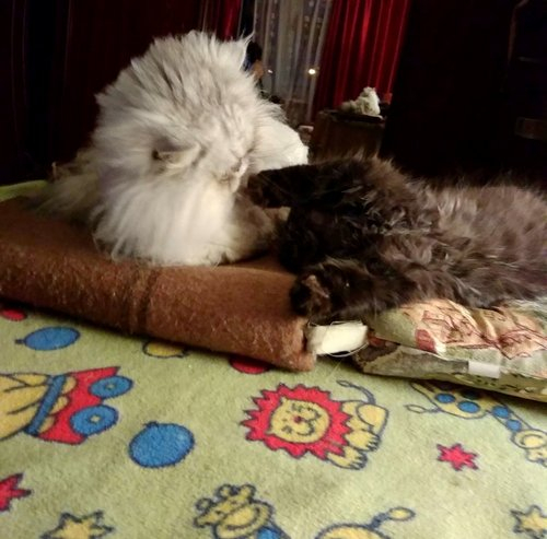 Кошки в нашей жизни. Кошки и все, что с ними связано.