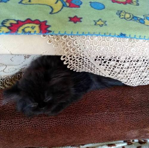 Кошки в нашей жизни. Кошки и все, что с ними связано.