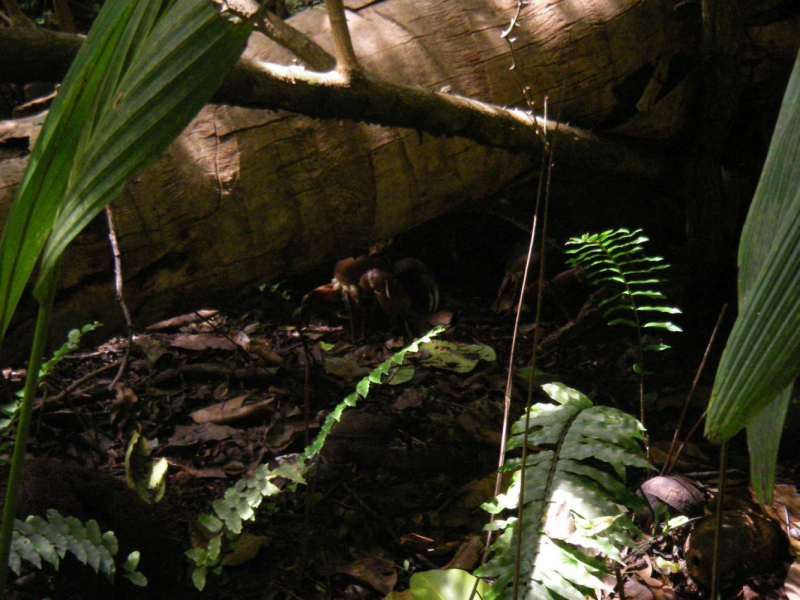 Сейшелы Сейшелы 24.02-10.03. 2007 г.