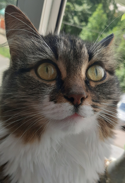 Кошки в нашей жизни. Кошки и все, что с ними связано.