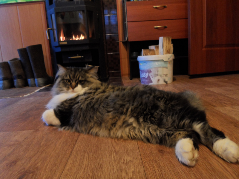 Кошки в нашей жизни. Кошки и все, что с ними связано.