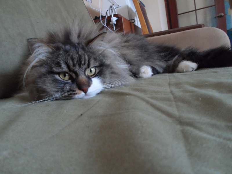 Кошки в нашей жизни. Кошки и все, что с ними связано.