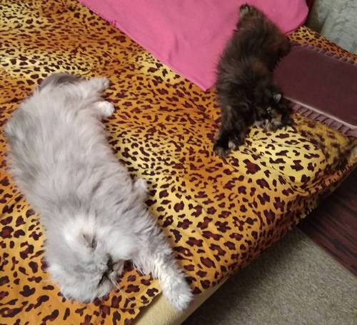 Кошки в нашей жизни. Кошки и все, что с ними связано.