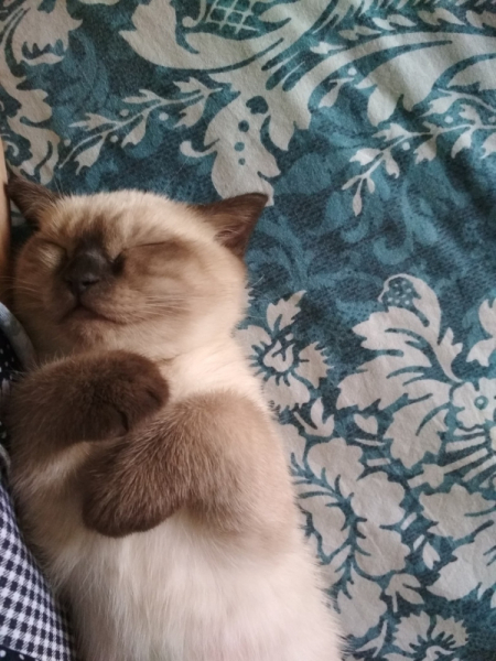 Кошки в нашей жизни. Кошки и все, что с ними связано.