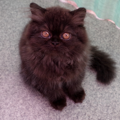 Кошки в нашей жизни. Кошки и все, что с ними связано.