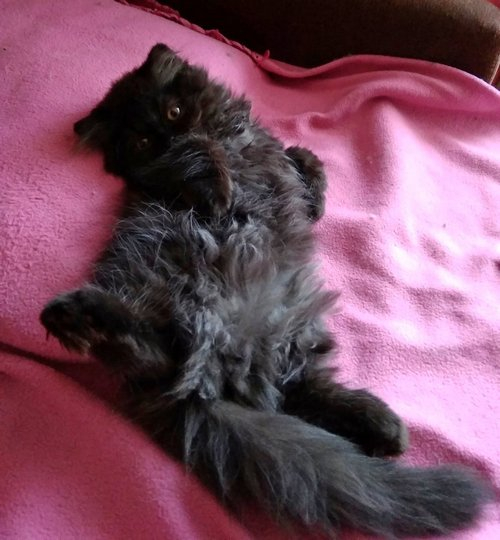 Кошки в нашей жизни. Кошки и все, что с ними связано.