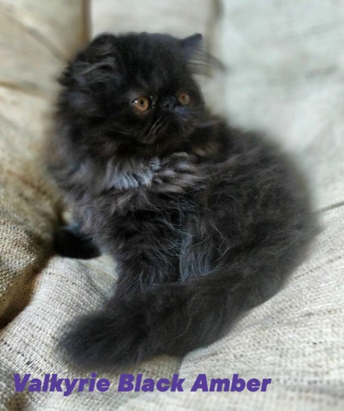 Кошки в нашей жизни. Кошки и все, что с ними связано.