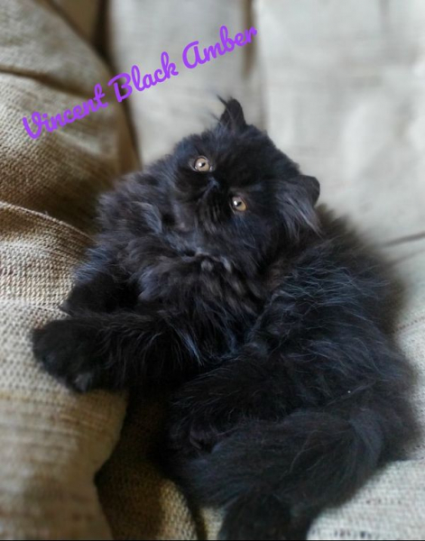 Кошки в нашей жизни. Кошки и все, что с ними связано.