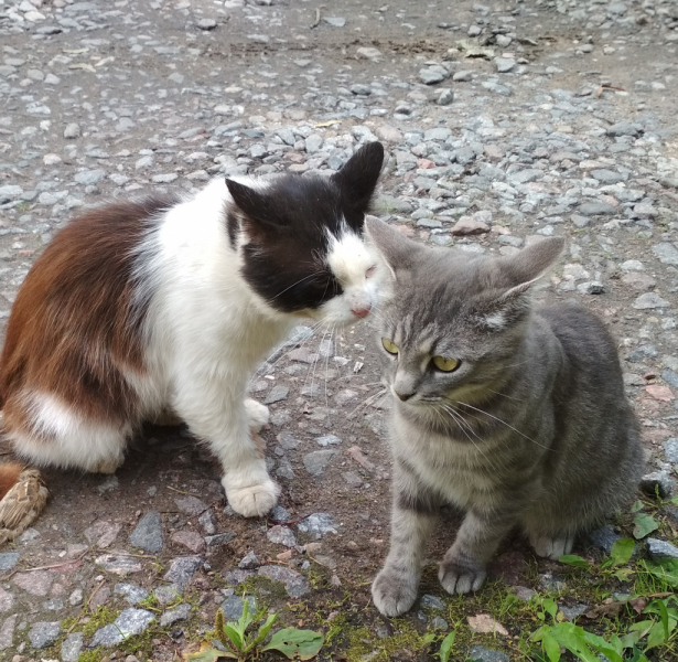 Кошки в нашей жизни. Кошки и все, что с ними связано.