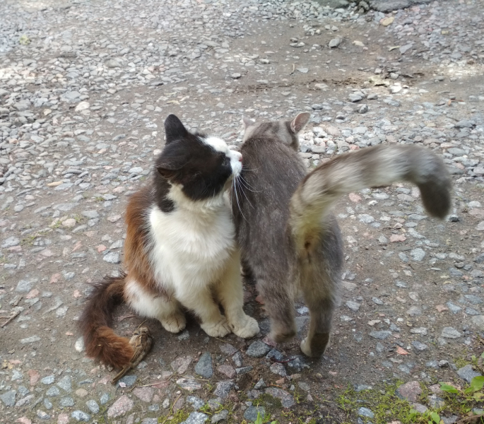 Кошки в нашей жизни. Кошки и все, что с ними связано.