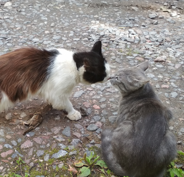Кошки в нашей жизни. Кошки и все, что с ними связано.