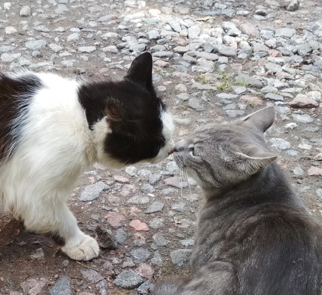 Кошки в нашей жизни. Кошки и все, что с ними связано.