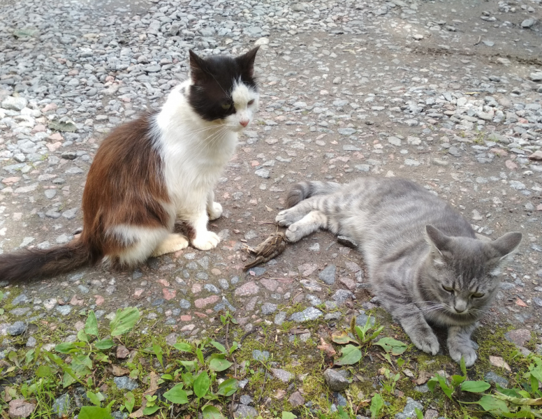Кошки в нашей жизни. Кошки и все, что с ними связано.